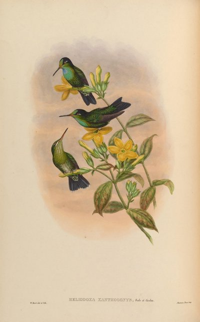 Heliodoxa xanthogonys - John Gould